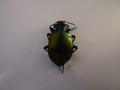 Calosoma sycophanta